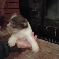 Missy, a female Cavalier King Charles Spaniel and Morkie for sale in Coldwater, MI – Photo 5 of 5