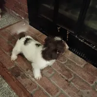 Missy, a female Cavalier King Charles Spaniel and Morkie for sale in Coldwater, MI – Photo 2 of 5