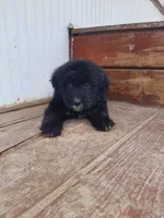 Roxy, a female Labradoodle for sale in Coldwater, MI – Photo 3 of 4