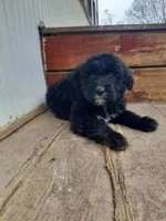 Roxy, a female Labradoodle for sale in Coldwater, MI – Photo 2 of 4