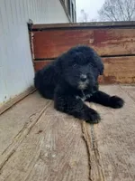 Roxy, a female Labradoodle for sale in Coldwater, MI – Photo 1 of 4