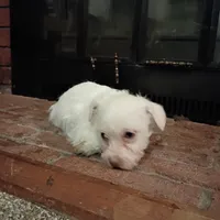 Bruce, a male Cavalier King Charles Spaniel and Morkie for sale in Coldwater, MI – Photo 5 of 5