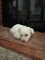 processed/3fc04fd1-20c8-4e67-828c-caa347dd8654/listing/08bb6fba-2a47-4028-a785-8aa69fa0fae7/15752ccc-4826-460d-9332-7fec346efd9b