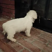 Bruce, a male Cavalier King Charles Spaniel and Morkie for sale in Coldwater, MI – Photo 2 of 5