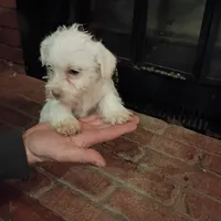 Bruce, a male Cavalier King Charles Spaniel and Morkie for sale in Coldwater, MI – Photo 1 of 5