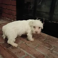 Bruce, a male Cavalier King Charles Spaniel and Morkie for sale in Coldwater, MI – Photo 4 of 5