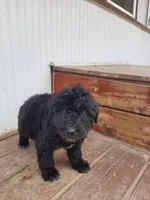 Fluffy, a male Labradoodle for sale in Coldwater, MI – Photo 2 of 5
