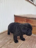 Fluffy, a male Labradoodle for sale in Coldwater, MI – Photo 4 of 5