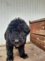 Fluffy, a male Labradoodle for sale in Coldwater, MI – Photo 3 of 5