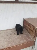 Fluffy, a male Labradoodle for sale in Coldwater, MI – Photo 5 of 5