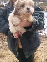 Marshmallow , a female Havanese and Shih Tzu for sale in Coldwater, MI – Photo 3 of 4