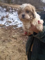 Marshmallow , a female Havanese and Shih Tzu for sale in Coldwater, MI – Photo 4 of 4