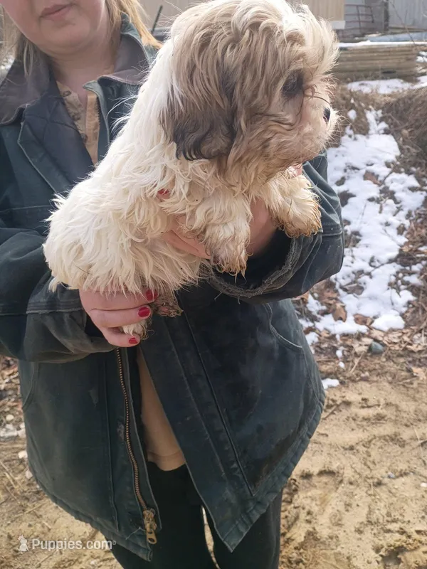 Marshmallow , a female Havanese and Shih Tzu for sale in Coldwater, MI – Photo 1 of 4