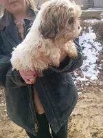 Marshmallow , a female Havanese and Shih Tzu for sale in Coldwater, MI – Photo 1 of 4