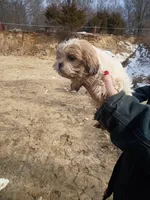 Marshmallow , a female Havanese and Shih Tzu for sale in Coldwater, MI – Photo 2 of 4