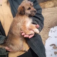 Smokey , a female Cavalier King Charles Spaniel and Morkie for sale in Coldwater, MI – Photo 2 of 7