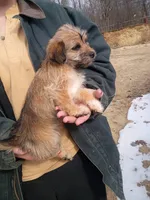 Smokey , a female Cavalier King Charles Spaniel and Morkie for sale in Coldwater, MI – Photo 2 of 7