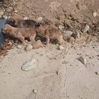 Smokey , a female Cavalier King Charles Spaniel and Morkie for sale in Coldwater, MI – Photo 5 of 7