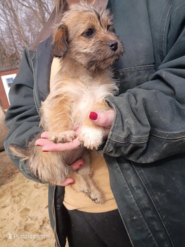 Smokey , a female Cavalier King Charles Spaniel and Morkie for sale in Coldwater, MI – Photo 1 of 7