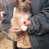 Smokey , a female Cavalier King Charles Spaniel and Morkie for sale in Coldwater, MI – Photo 1 of 7