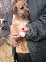 Smokey , a female Cavalier King Charles Spaniel and Morkie for sale in Coldwater, MI – Photo 1 of 7