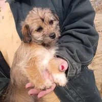 Smokey , a female Cavalier King Charles Spaniel and Morkie for sale in Coldwater, MI – Photo 3 of 7