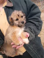 Smokey , a female Cavalier King Charles Spaniel and Morkie for sale in Coldwater, MI – Photo 3 of 7