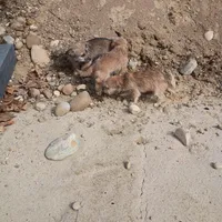 Smokey , a female Cavalier King Charles Spaniel and Morkie for sale in Coldwater, MI – Photo 7 of 7