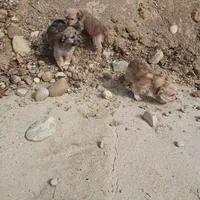 Smokey , a female Cavalier King Charles Spaniel and Morkie for sale in Coldwater, MI – Photo 6 of 7