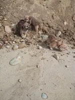 Smokey , a female Cavalier King Charles Spaniel and Morkie for sale in Coldwater, MI – Photo 6 of 7