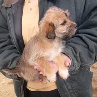 Smokey , a female Cavalier King Charles Spaniel and Morkie for sale in Coldwater, MI – Photo 4 of 7