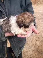 Butch, a male Havanese and Shih Tzu for sale in Coldwater, MI – Photo 5 of 5