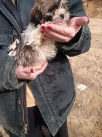 Butch, a male Havanese and Shih Tzu for sale in Coldwater, MI – Photo 3 of 5