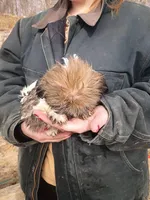 Butch, a male Havanese and Shih Tzu for sale in Coldwater, MI – Photo 4 of 5