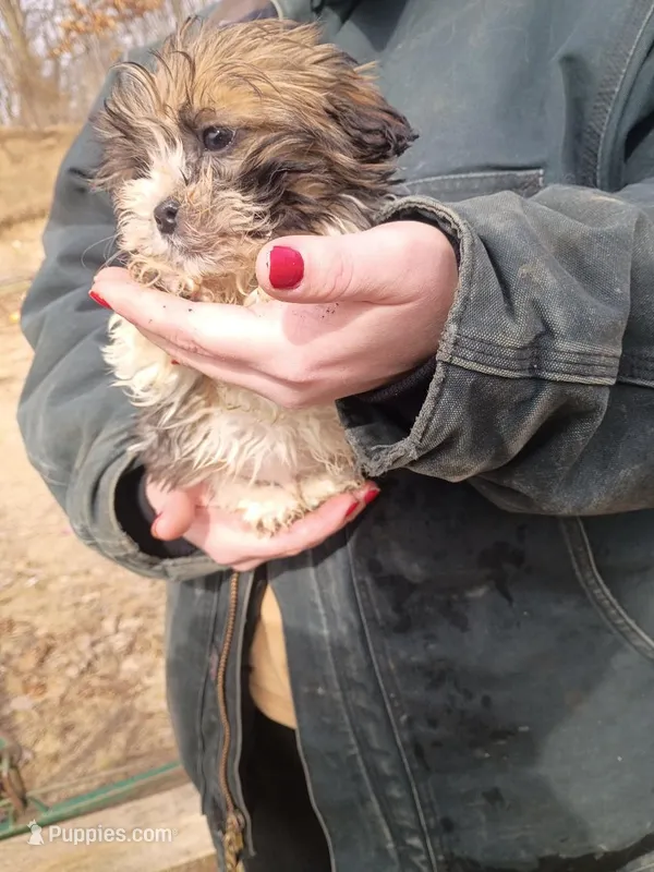 Butch, a male Havanese and Shih Tzu for sale in Coldwater, MI – Photo 1 of 5