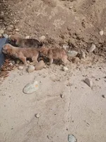 Golden boy , a male Cavalier King Charles Spaniel and Morkie for sale in Coldwater, MI – Photo 6 of 6