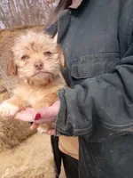 Golden boy , a male Cavalier King Charles Spaniel and Morkie for sale in Coldwater, MI – Photo 2 of 6