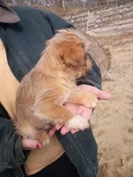 Golden boy , a male Cavalier King Charles Spaniel and Morkie for sale in Coldwater, MI – Photo 3 of 6