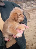 Golden boy , a male Cavalier King Charles Spaniel and Morkie for sale in Coldwater, MI – Photo 4 of 6
