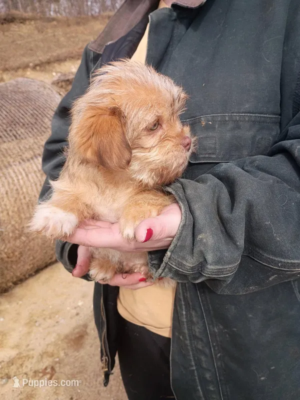 Golden boy , a male Cavalier King Charles Spaniel and Morkie for sale in Coldwater, MI – Photo 1 of 6