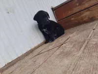 Shadow, a male Labradoodle for sale in Coldwater, MI – Photo 4 of 4