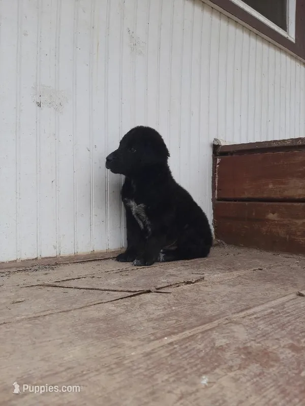Shadow – Labradoodle puppy for sale in Coldwater, MI