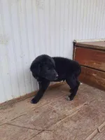 Shadow, a male Labradoodle for sale in Coldwater, MI – Photo 3 of 4