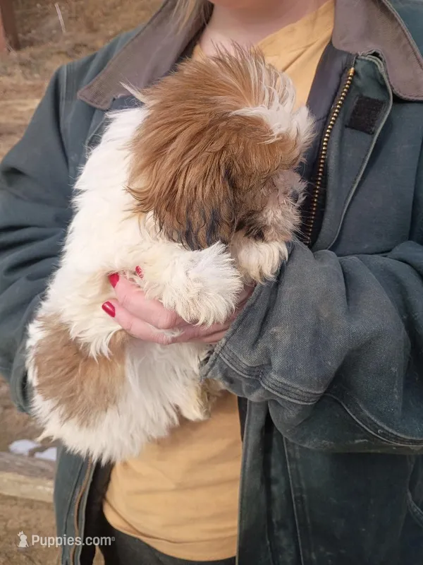 Fluffy, a female Havanese and Shih Tzu for sale in Coldwater, MI – Photo 1 of 6