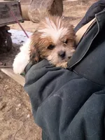 Fluffy, a female Havanese and Shih Tzu for sale in Coldwater, MI – Photo 5 of 6