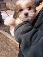 Fluffy, a female Havanese and Shih Tzu for sale in Coldwater, MI – Photo 2 of 6