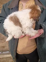 Fluffy, a female Havanese and Shih Tzu for sale in Coldwater, MI – Photo 4 of 6