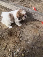 Fluffy, a female Havanese and Shih Tzu for sale in Coldwater, MI – Photo 3 of 6
