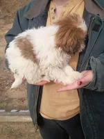 Fluffy, a female Havanese and Shih Tzu for sale in Coldwater, MI – Photo 6 of 6