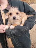 Macho, a male Cavalier King Charles Spaniel and Morkie for sale in Coldwater, MI – Photo 8 of 8